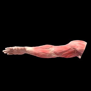 arm muscles anatomy 3d model