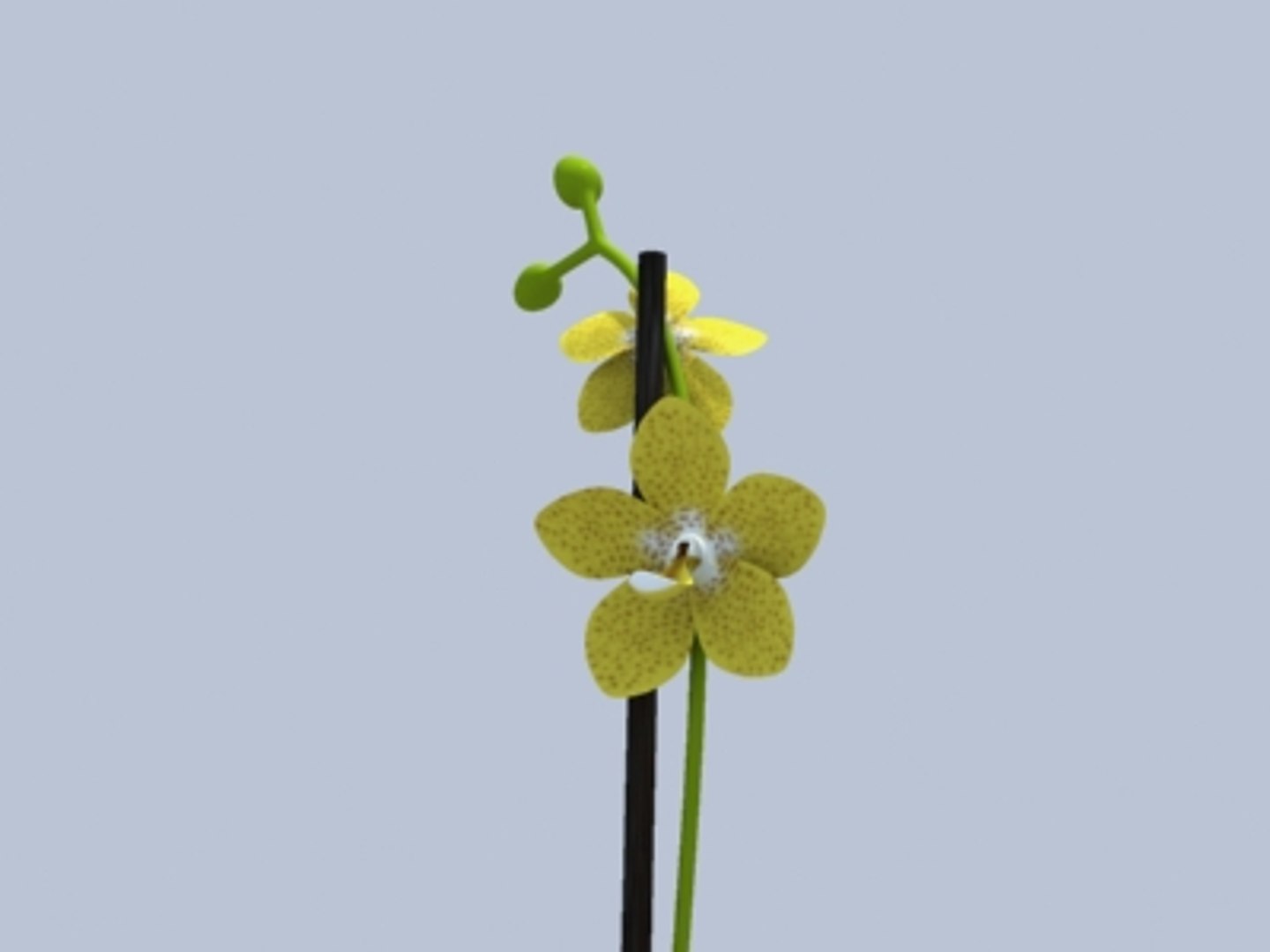 3d model orchidea flower https://p.turbosquid.com/ts-thumb/6Q/GSZO3N/1ORGBMrG/orchidea2/jpeg/1114773537/1920x1080/fit_q87/35701e7dce2c3bcb118ea05bb0fb4b9c610c81f5/orchidea2.jpg