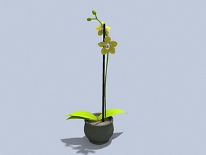 3d model orchidea flower