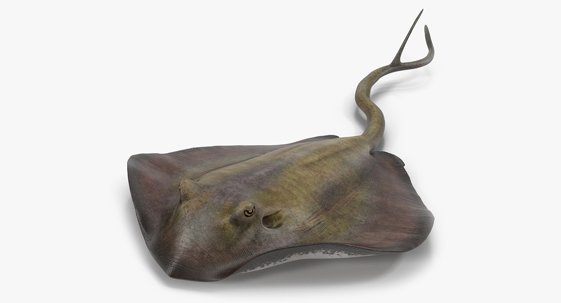 Stingray Rigged 3D Model 3D model preview