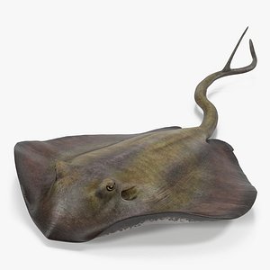3d model stingray rigged