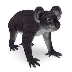 3D koala