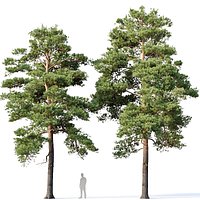 Pinus sylvestris #13 H12- 14m Two tree set