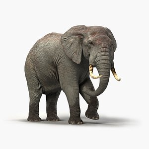 elephant rigged 3D
