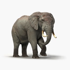 Elephant Rigged