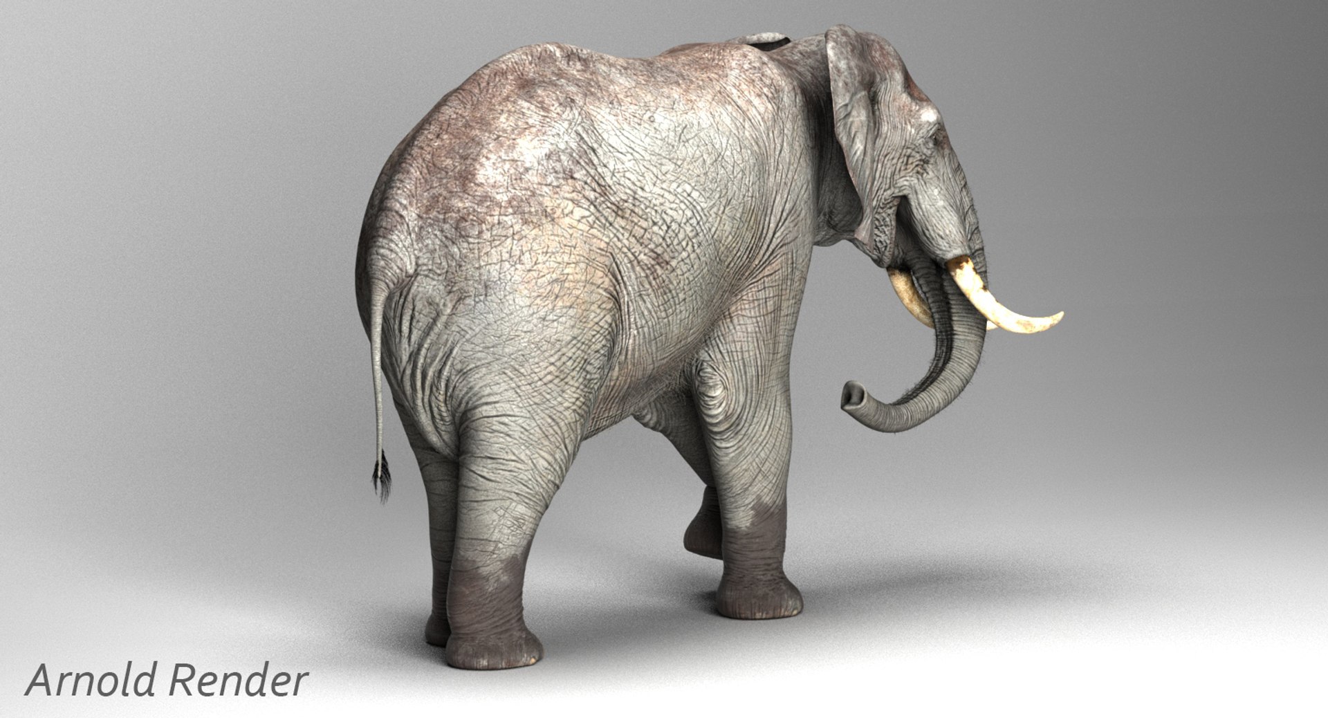 Elephant rigged 3D - TurboSquid 1155628