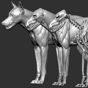 wolf VFX MUSCLE SIMulation 3D