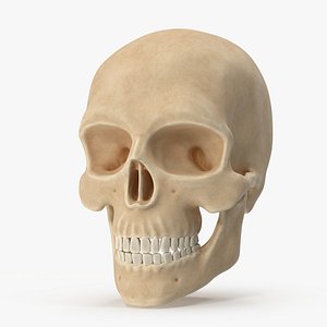 skull bone head model