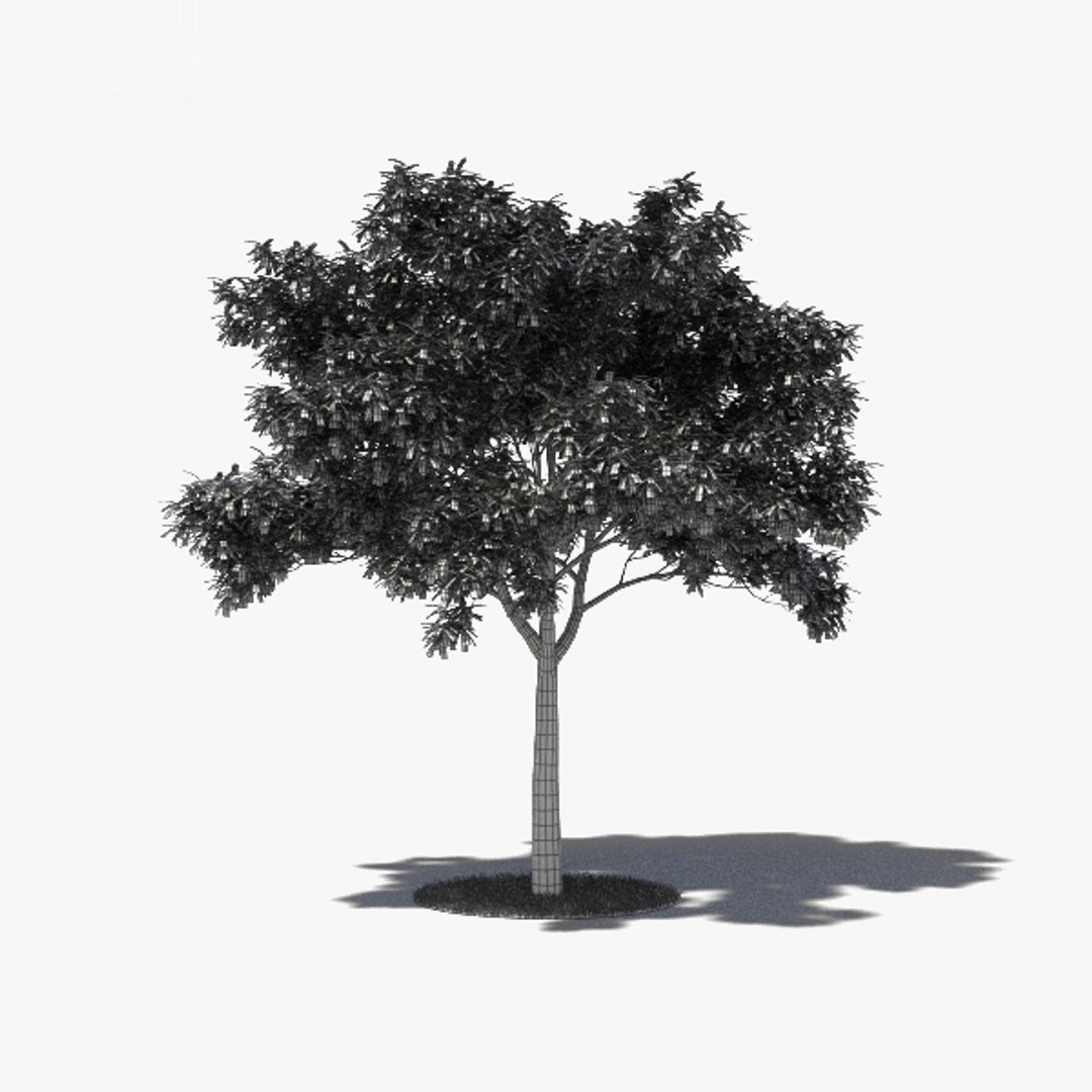 Japanese Pagoda Tree 3D Model - TurboSquid 1541010
