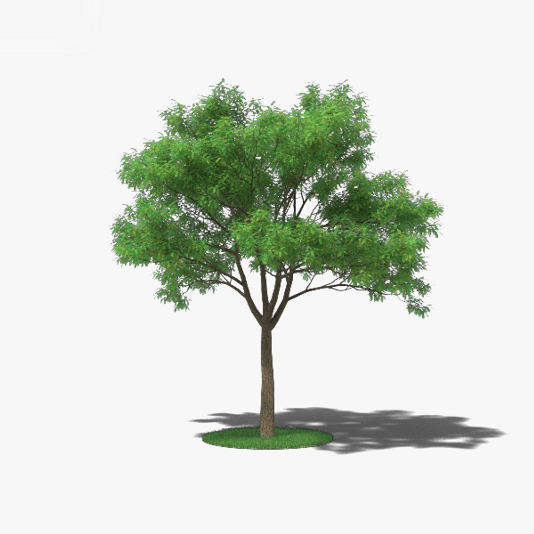 Japanese Pagoda Tree 3D Model - TurboSquid 1541010