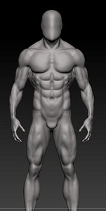anatomy base mesh