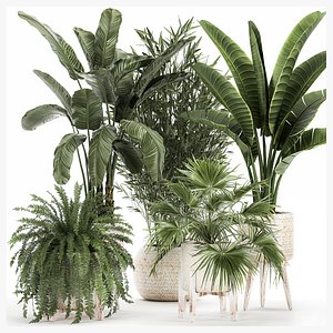 3D Ornamental plants in rattan baskets 1086