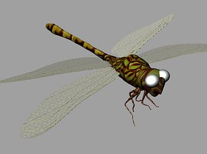 free dragonfly 3d model