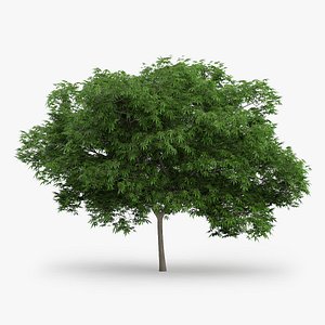 Japanese Maple Tree 5.2m