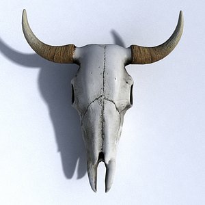 3D model cow skull