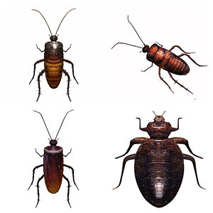 3D Cockroach and bedbug insect collection