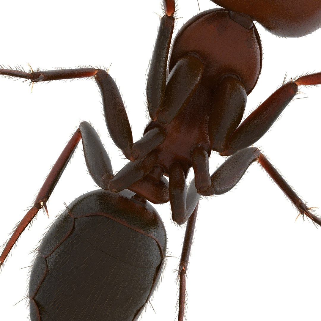 red ant fur pose 3d model https://p.turbosquid.com/ts-thumb/6S/2Bd6sG/1HWTaqLR/redantwithfur3dmodel21/jpg/1453991945/1920x1080/fit_q87/2b3ee030a149217fd8fff251950233539b3b3fde/redantwithfur3dmodel21.jpg