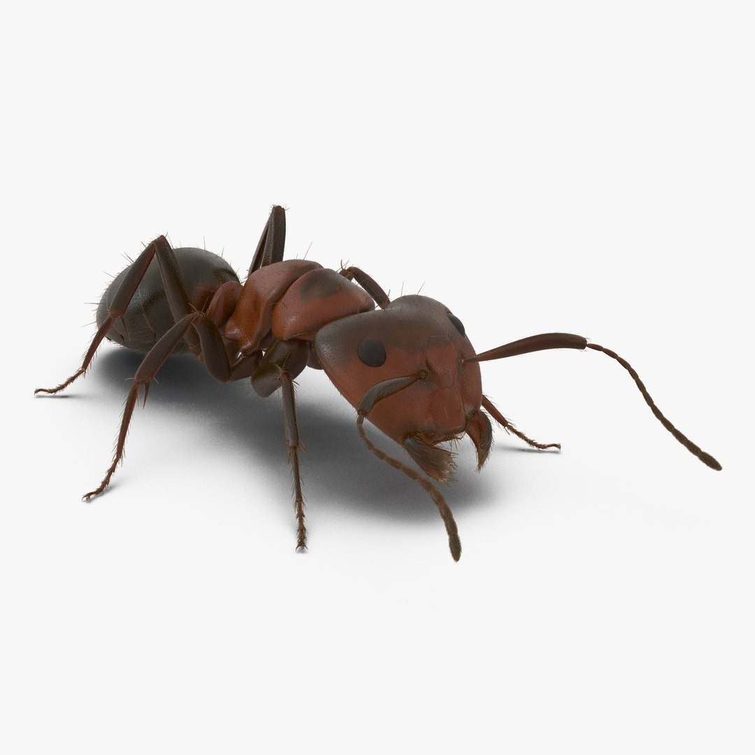 Red Ant with Fur Pose 3 3D Model 3D model preview
