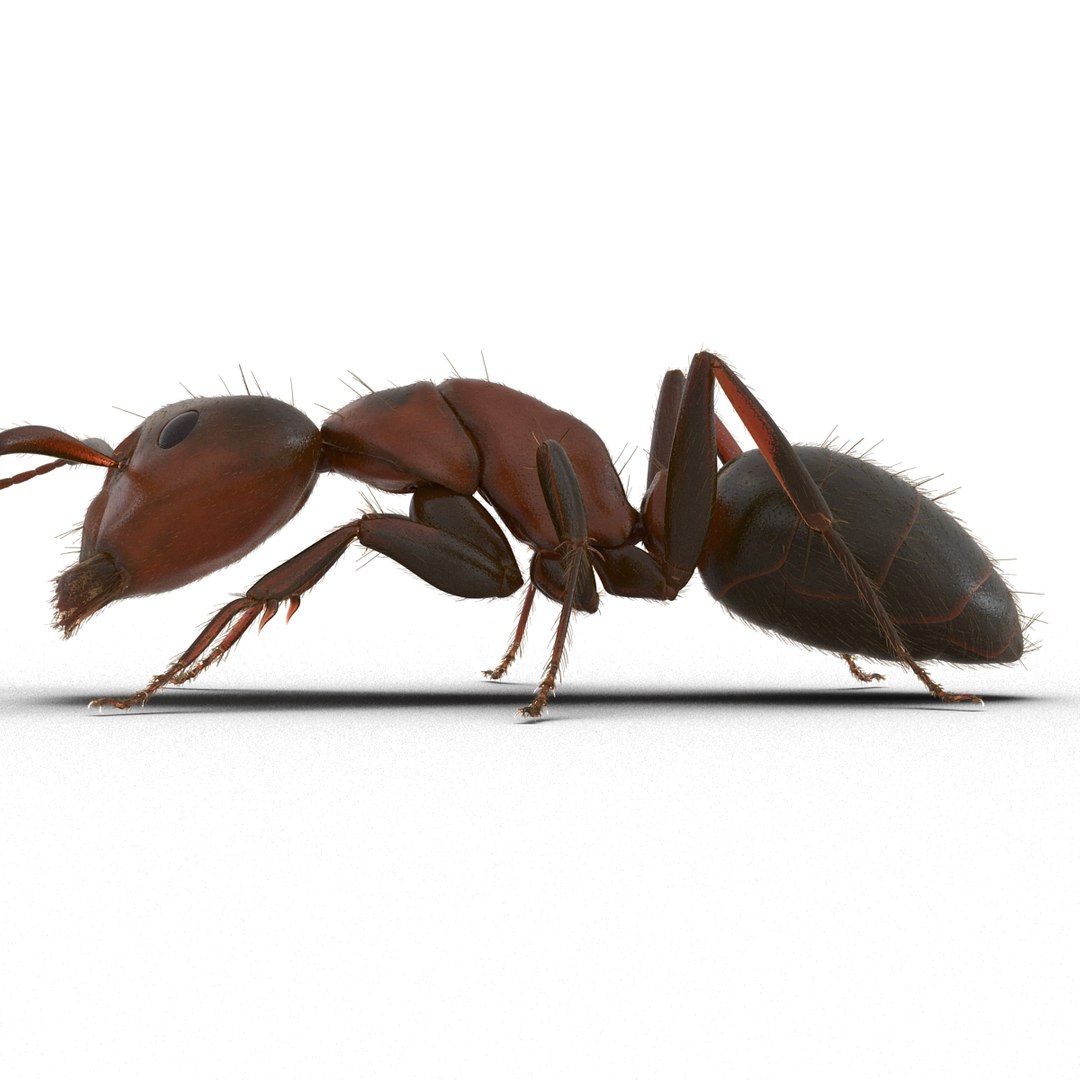red ant fur pose 3d model https://p.turbosquid.com/ts-thumb/6S/2Bd6sG/4BDAfkNr/redantwithfur3dmodel18/jpg/1453991944/1920x1080/fit_q87/b9e0133d834be6446eeda3a1eb6abb2441787997/redantwithfur3dmodel18.jpg