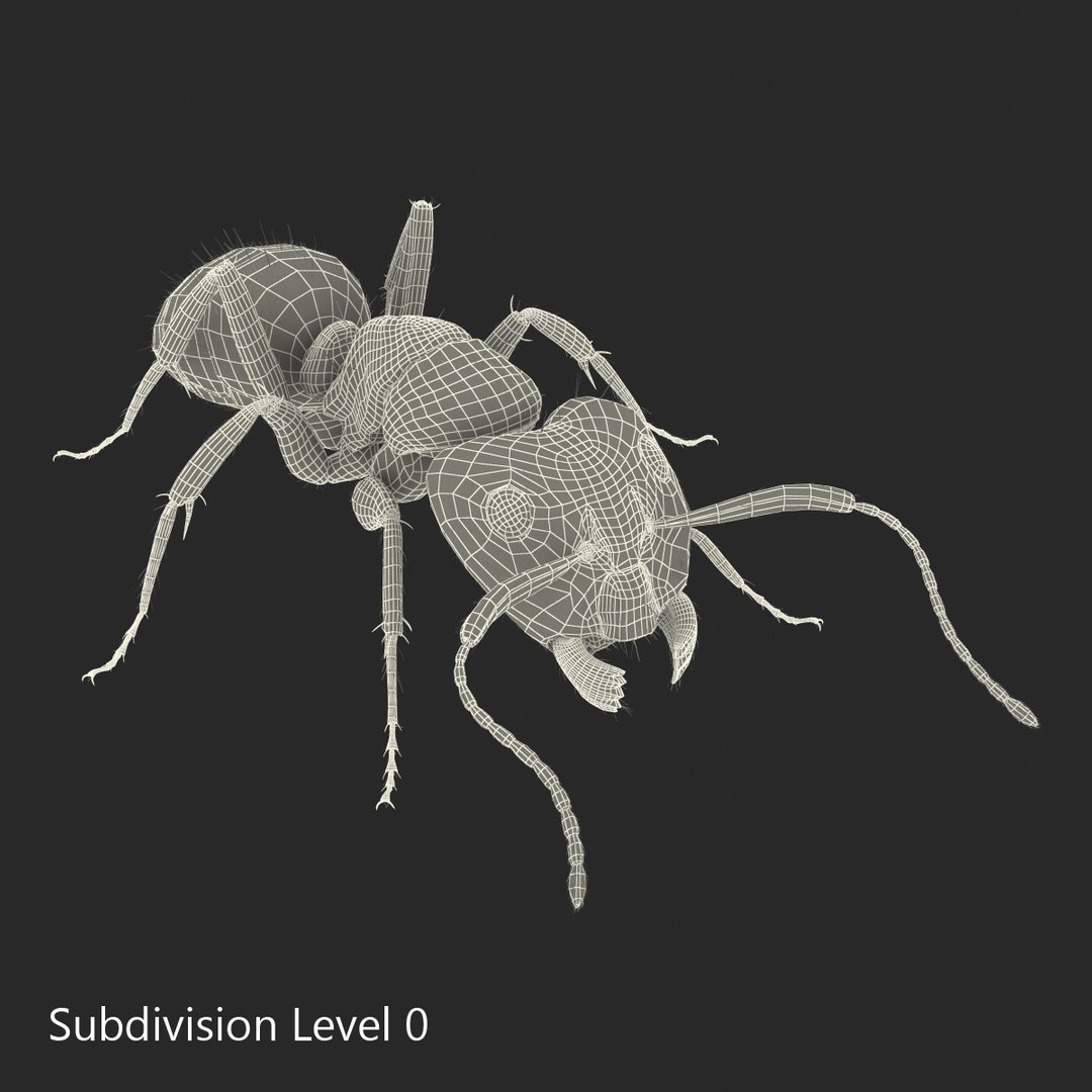 red ant fur pose 3d model https://p.turbosquid.com/ts-thumb/6S/2Bd6sG/5qqJSHrD/redantwithfur3dmodel24/jpg/1453991945/1920x1080/fit_q87/e7d87ca9ed2f9f0691c5eaac6c29e9b428483d40/redantwithfur3dmodel24.jpg