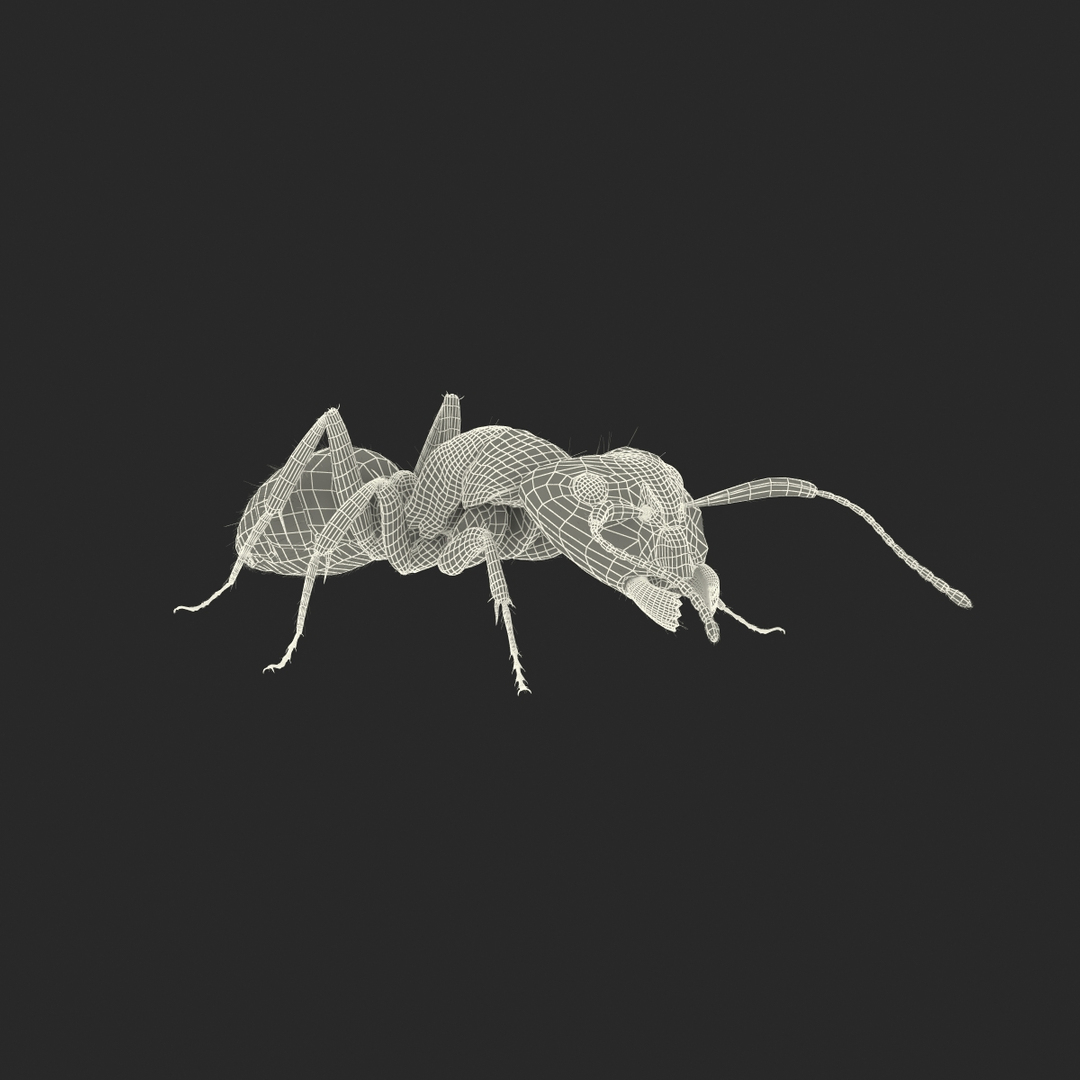 red ant fur pose 3d model https://p.turbosquid.com/ts-thumb/6S/2Bd6sG/6H8eGQYN/red_ant_with_fur_pose_3_vray_361/jpg/1453992135/1920x1080/turn_fit_q99/798b2d4cc2bddd5eadd7f7ea3a290063ab2a2203/red_ant_with_fur_pose_3_vray_361-1.jpg