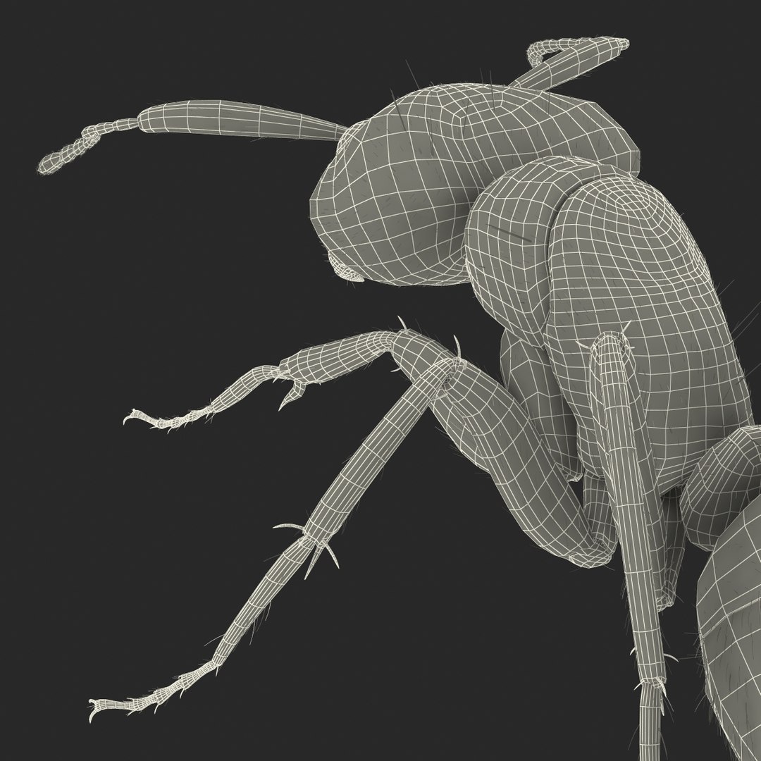 red ant fur pose 3d model https://p.turbosquid.com/ts-thumb/6S/2Bd6sG/6bU3CRy6/redantwithfur3dmodel38/jpg/1453991947/1920x1080/fit_q87/955a35e7ddca09b9b574c9ddb5f7ee25520fef75/redantwithfur3dmodel38.jpg