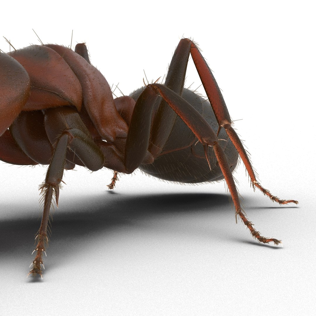 red ant fur pose 3d model https://p.turbosquid.com/ts-thumb/6S/2Bd6sG/79t6DpgX/redantwithfur3dmodel19/jpg/1453991945/1920x1080/fit_q87/583941cda845004d5b4dba937a09a42aa7663c67/redantwithfur3dmodel19.jpg