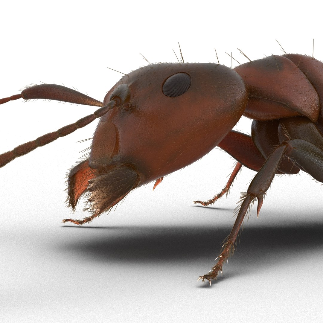 red ant fur pose 3d model https://p.turbosquid.com/ts-thumb/6S/2Bd6sG/7xbOb8QH/redantwithfur3dmodel22/jpg/1453991945/1920x1080/fit_q87/156bc436638debd16b52ab67354a129ce1757015/redantwithfur3dmodel22.jpg
