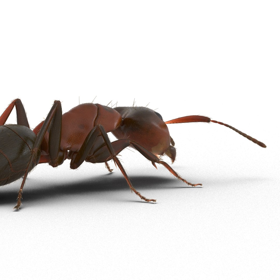red ant fur pose 3d model https://p.turbosquid.com/ts-thumb/6S/2Bd6sG/CbeAKJQu/redantwithfur3dmodel16/jpg/1453991944/1920x1080/fit_q87/5f7e6a5639b7ceb2aa0be2becfaec1c233aa9672/redantwithfur3dmodel16.jpg