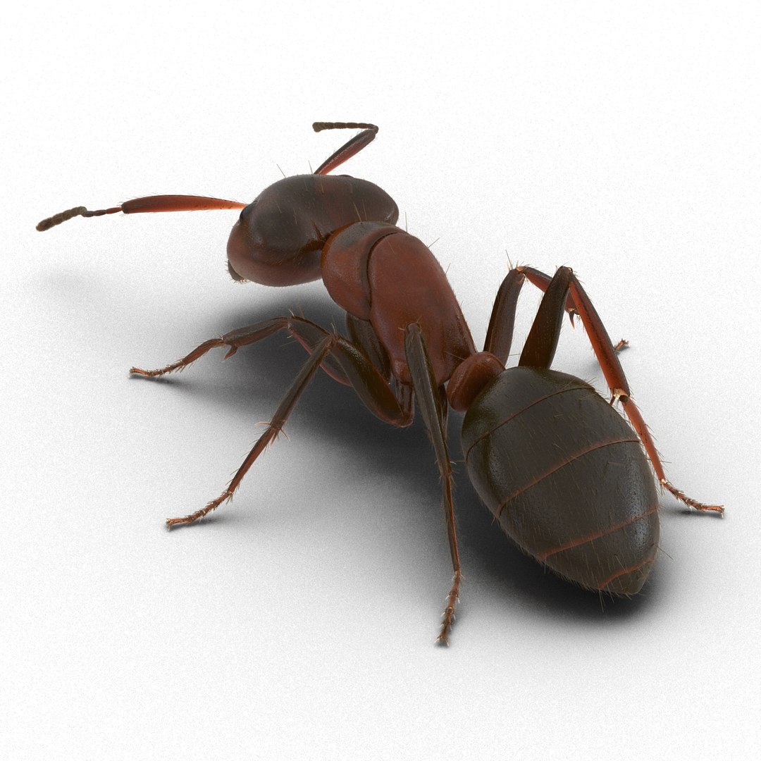 red ant fur pose 3d model https://p.turbosquid.com/ts-thumb/6S/2Bd6sG/CzTM1hwp/redantwithfur3dmodel04/jpg/1453991943/1920x1080/fit_q87/a707a5200d3a13b73372463ce189be3aff1df64a/redantwithfur3dmodel04.jpg