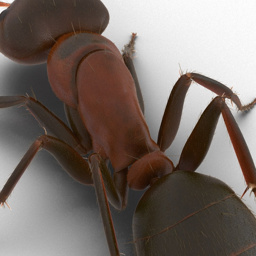red ant fur pose 3d model https://p.turbosquid.com/ts-thumb/6S/2Bd6sG/EE8aGLJl/redantwithfur3dmodel20/jpg/1453991945/1920x1080/fit_q87/71e3c84565c4638a526037b6e1c363128ed56a28/redantwithfur3dmodel20.jpg