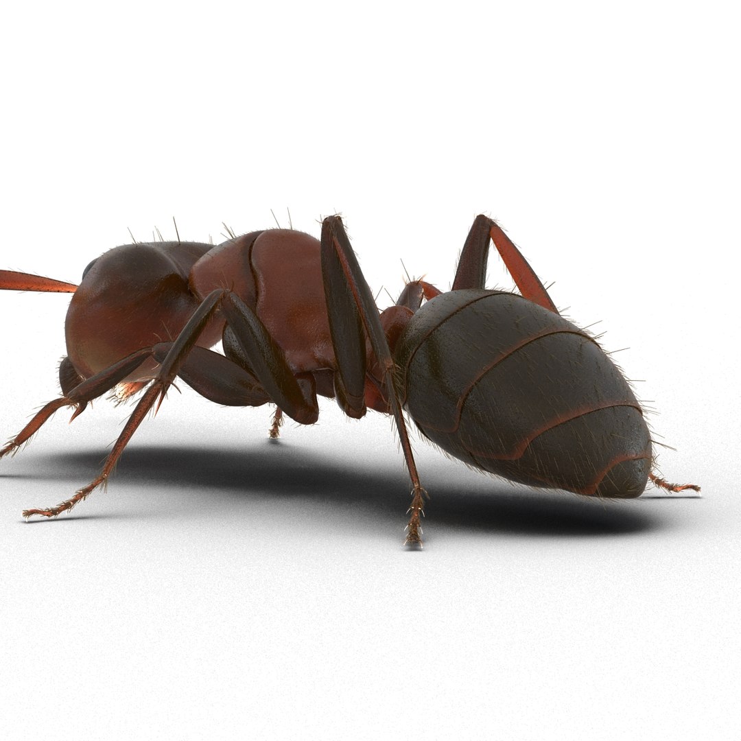 red ant fur pose 3d model https://p.turbosquid.com/ts-thumb/6S/2Bd6sG/KxTqilm0/redantwithfur3dmodel17/jpg/1453991944/1920x1080/fit_q87/69df2eb7d32d039069a4d58e6c0c0e0a75f9c5b3/redantwithfur3dmodel17.jpg