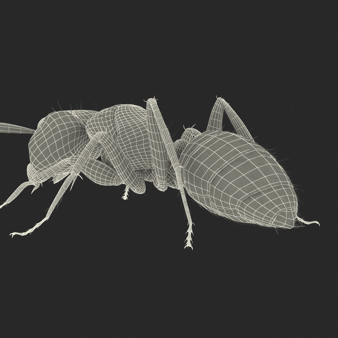 red ant fur pose 3d model https://p.turbosquid.com/ts-thumb/6S/2Bd6sG/QxViOqC6/redantwithfur3dmodel36/jpg/1453991947/1920x1080/fit_q87/4d281ea01222bcd0c5ca5a0f74a91488f9e9c45d/redantwithfur3dmodel36.jpg