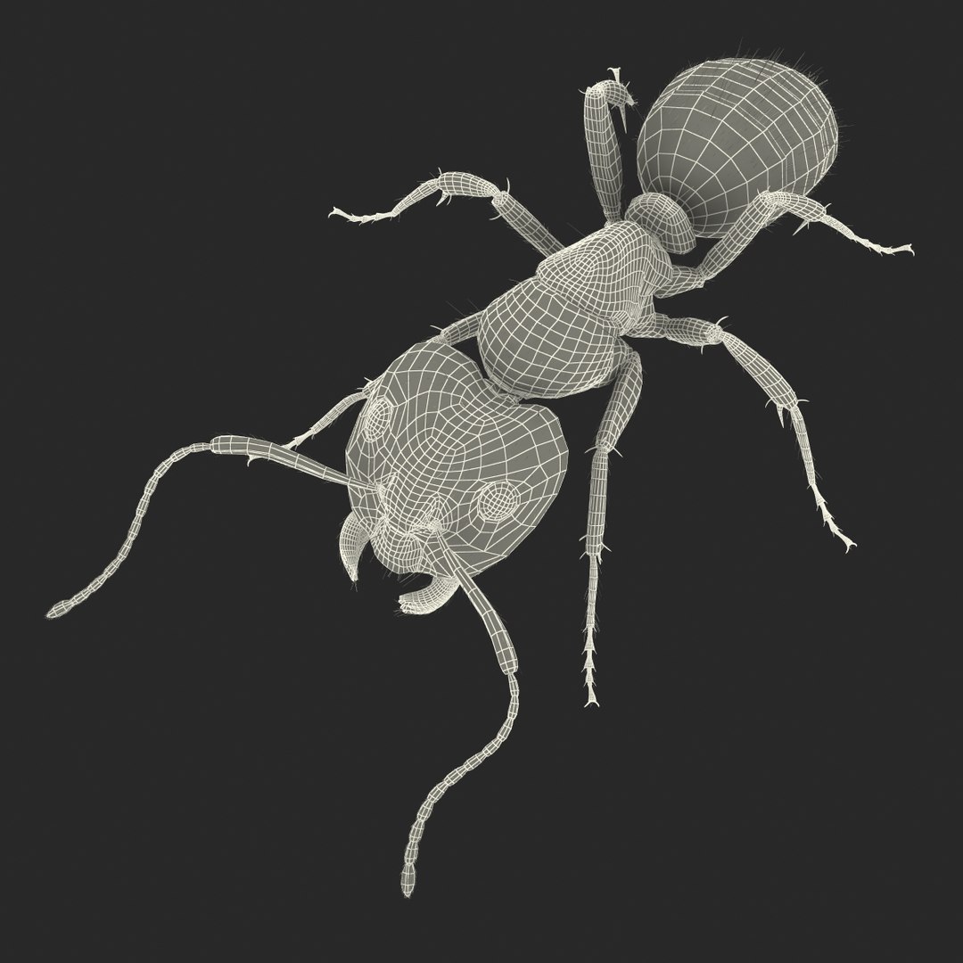 red ant fur pose 3d model https://p.turbosquid.com/ts-thumb/6S/2Bd6sG/SXCSnsT0/redantwithfur3dmodel31/jpg/1453991946/1920x1080/fit_q87/498e0cef00ec455a5546c0e2a369f98e5716e0dd/redantwithfur3dmodel31.jpg