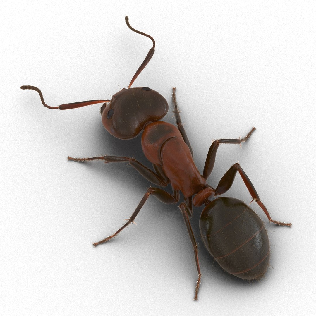 red ant fur pose 3d model https://p.turbosquid.com/ts-thumb/6S/2Bd6sG/WDT9QiwZ/redantwithfur3dmodel06/jpg/1453991943/1920x1080/fit_q87/c68e93d2201ead65a1a69c9a3519131d4e727ecf/redantwithfur3dmodel06.jpg