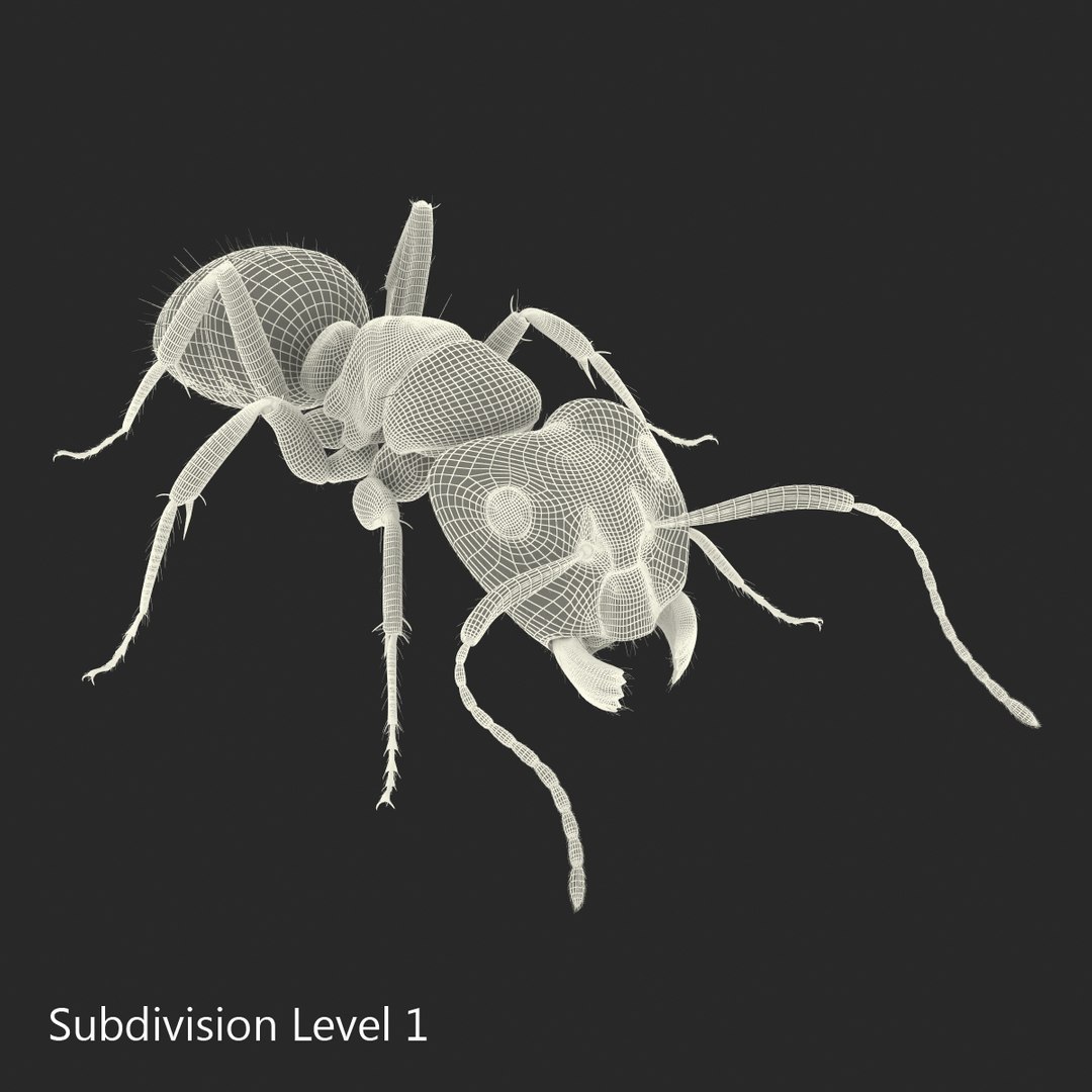 red ant fur pose 3d model https://p.turbosquid.com/ts-thumb/6S/2Bd6sG/YwELnTx6/redantwithfur3dmodel25/jpg/1453991945/1920x1080/fit_q87/87e335d839dfa9dbe7bdea6cfcbccffed253b639/redantwithfur3dmodel25.jpg