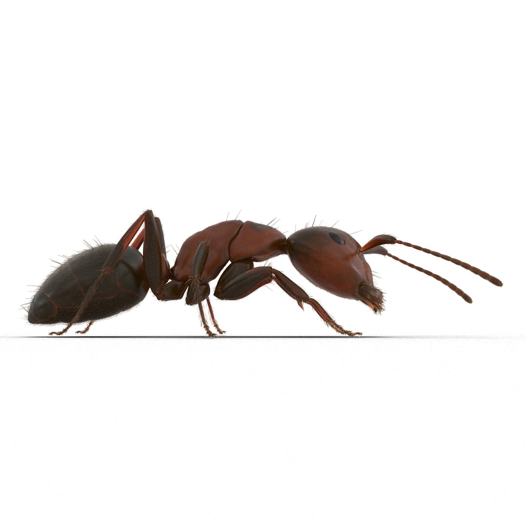 red ant fur pose 3d model https://p.turbosquid.com/ts-thumb/6S/2Bd6sG/cE8BrTsX/redantwithfur3dmodel10/jpg/1453991943/1920x1080/fit_q87/97f8effd6f3fcb8173cdf8225400e84e32ab66d3/redantwithfur3dmodel10.jpg