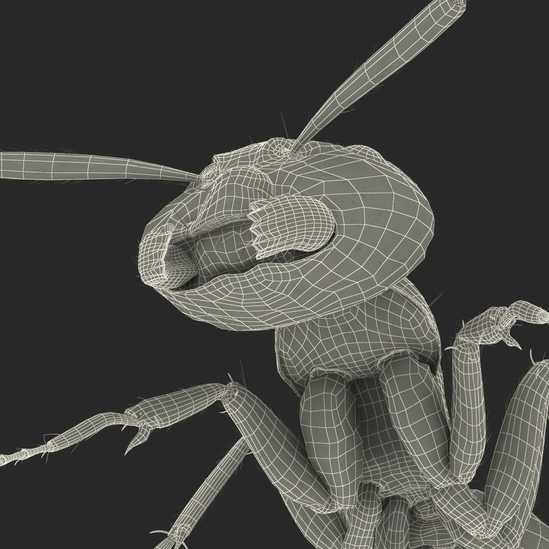 red ant fur pose 3d model https://p.turbosquid.com/ts-thumb/6S/2Bd6sG/jmptZbWP/redantwithfur3dmodel40/jpg/1453991947/1920x1080/fit_q87/89630ea03d784d69641c5ed9dc95b03477dd6cdf/redantwithfur3dmodel40.jpg