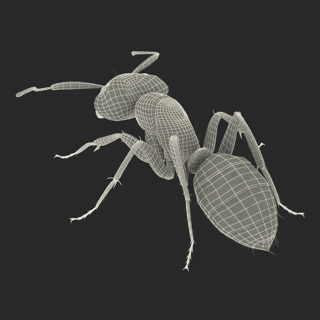 red ant fur pose 3d model https://p.turbosquid.com/ts-thumb/6S/2Bd6sG/m1Vhi03j/redantwithfur3dmodel30/jpg/1453991946/1920x1080/fit_q87/2432e1549e1eb0641014db9b4b6307f0c745d0ed/redantwithfur3dmodel30.jpg