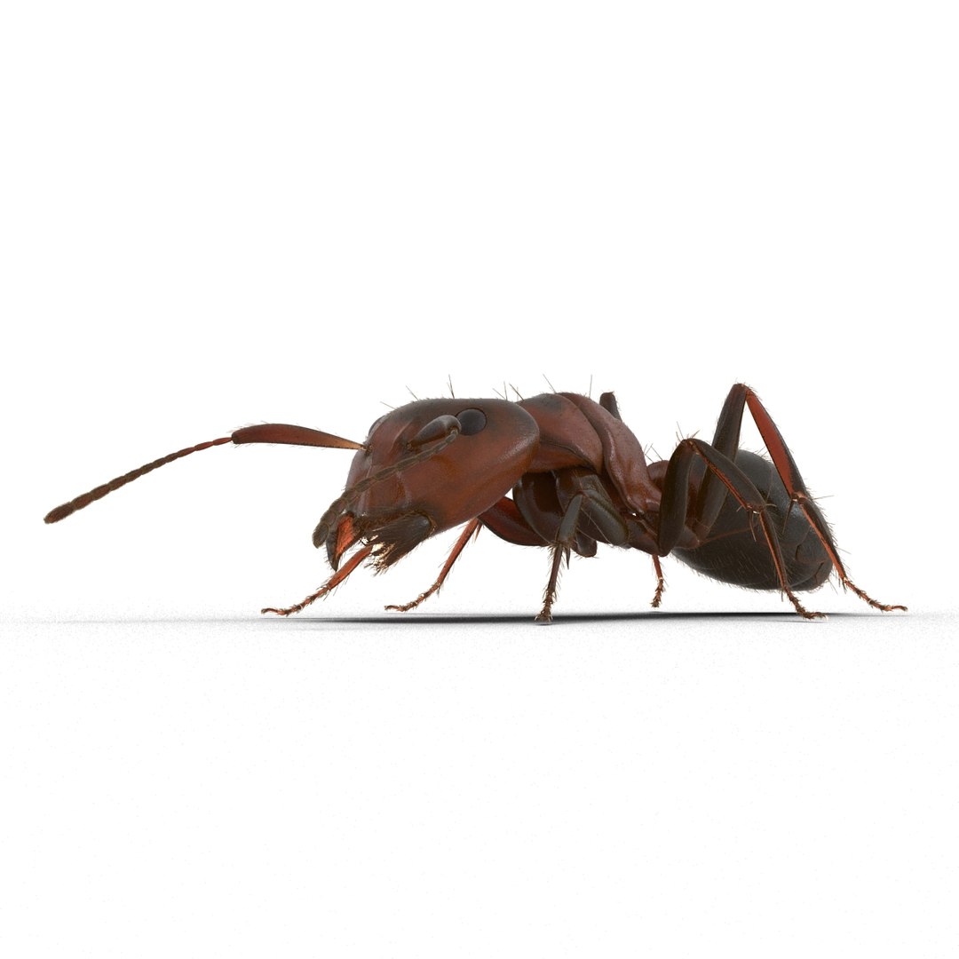 red ant fur pose 3d model https://p.turbosquid.com/ts-thumb/6S/2Bd6sG/x4B0vtgT/redantwithfur3dmodel13/jpg/1453991944/1920x1080/fit_q87/0fd9da5558a0ec92ef1b95f89bc116a610ba95a8/redantwithfur3dmodel13.jpg