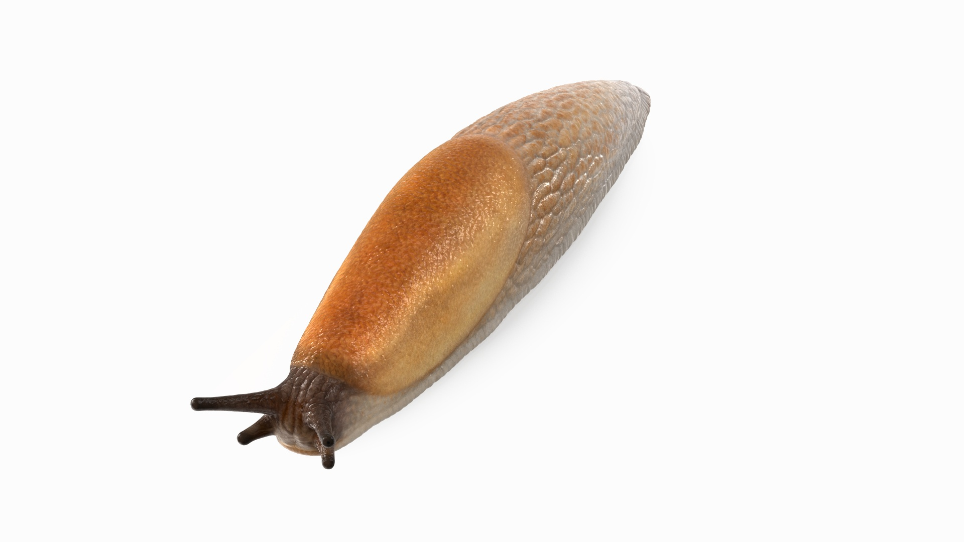 Spanish Slug 3D Model - TurboSquid 2016118