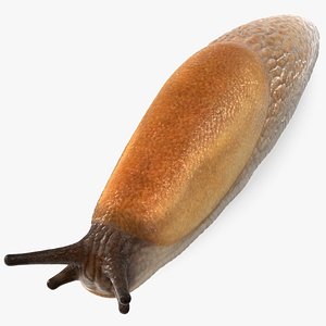 Spanish Slug 3D model
