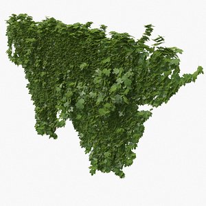3D ivy plant nature