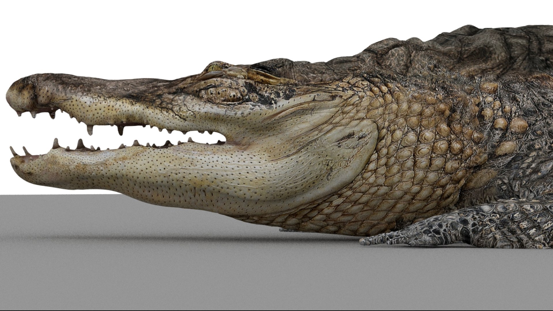 Crocodile Rigged 3D 3D https://p.turbosquid.com/ts-thumb/6S/H4MR3h/0m/11/jpg/1761195199/1920x1080/fit_q87/e2ee94266fd344d6730fcf5c5dc00c063ebb05f1/11.jpg