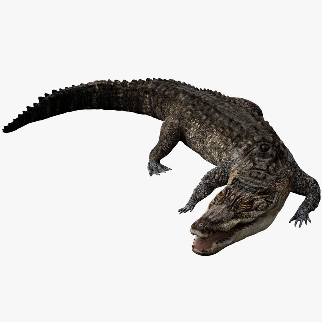 Crocodile Rigged 3D 3D https://p.turbosquid.com/ts-thumb/6S/H4MR3h/2y/01/jpg/1761195193/1920x1080/fit_q87/245d6a4e92639713957ac23c23e2d0d581478dd7/01.jpg