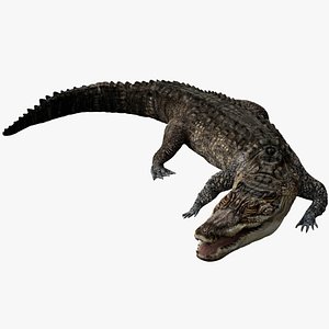 Crocodile Rigged 3D