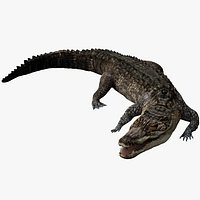 Crocodile Rigged 3D