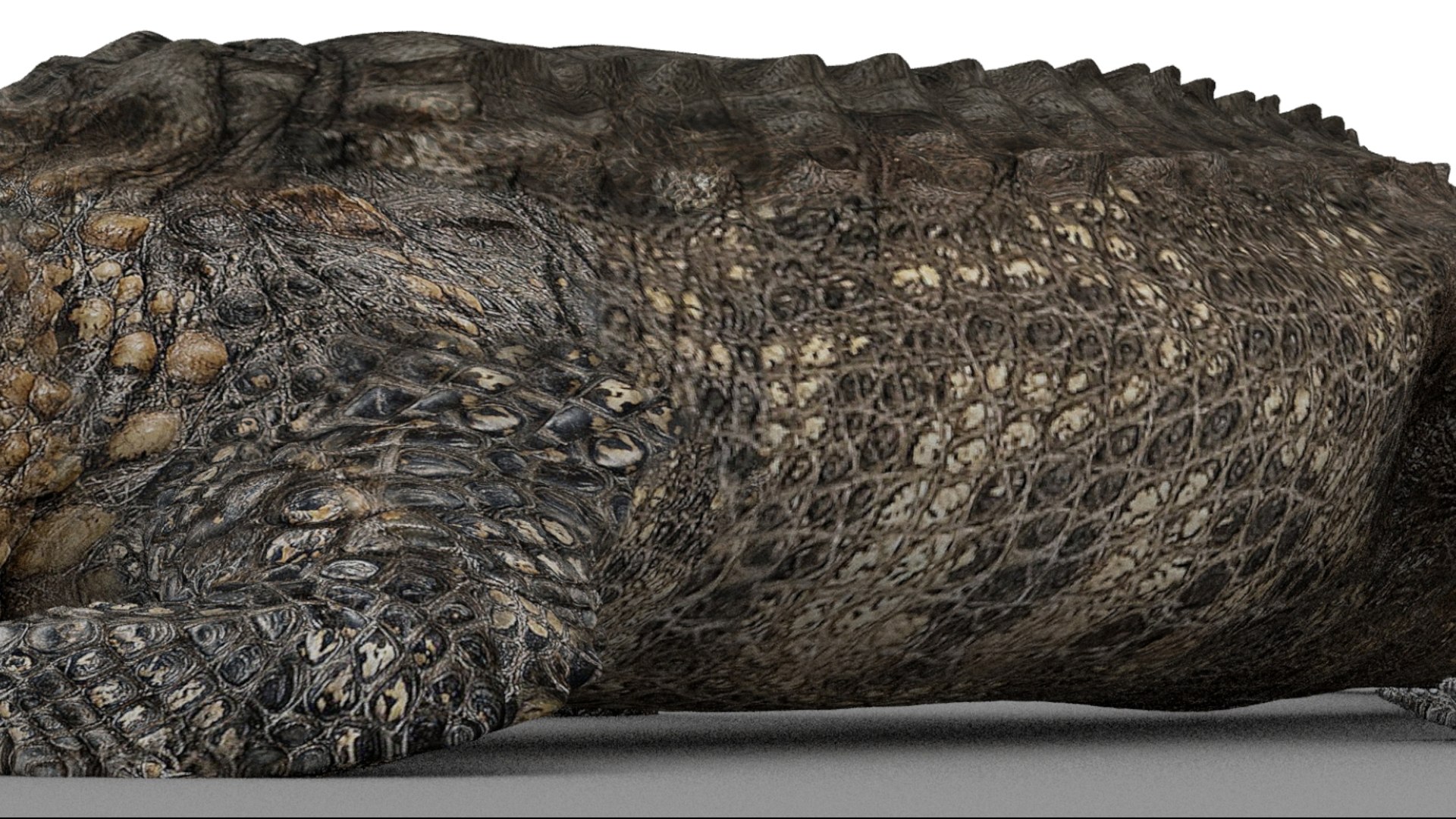 Crocodile Rigged 3D 3D https://p.turbosquid.com/ts-thumb/6S/H4MR3h/3m/13/jpg/1761195200/1920x1080/fit_q87/de12764e79193dec9a65e7415183a468d93394c2/13.jpg