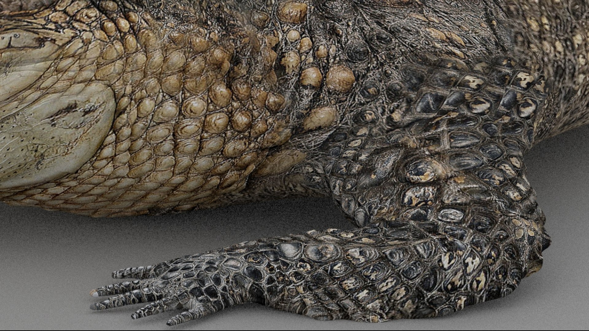 Crocodile Rigged 3D 3D https://p.turbosquid.com/ts-thumb/6S/H4MR3h/AK/12/jpg/1761195200/1920x1080/fit_q87/f6f099f376cde9421e3905be8abed702b4c385d9/12.jpg