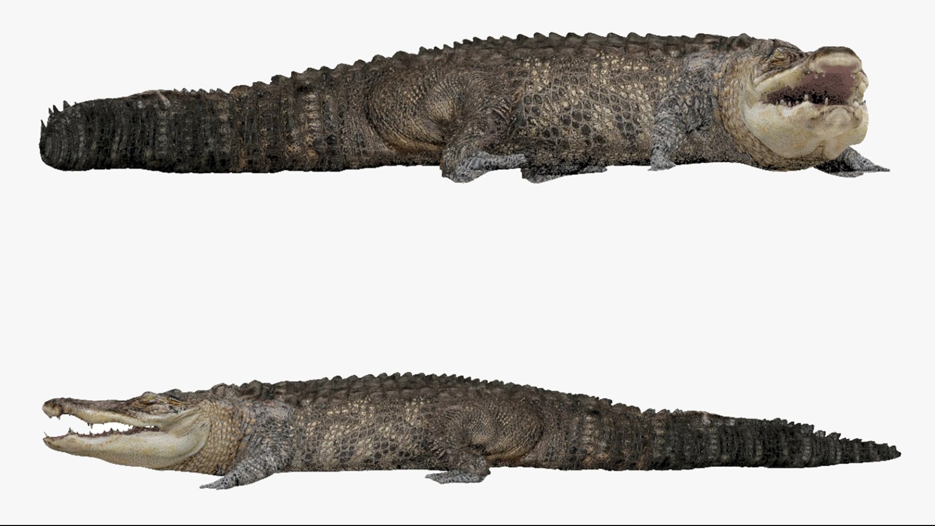 Crocodile Rigged 3D 3D https://p.turbosquid.com/ts-thumb/6S/H4MR3h/Fg/02/jpg/1761195194/1920x1080/fit_q87/559f9ef598383f15b9b7f0684181ad09c9724dca/02.jpg